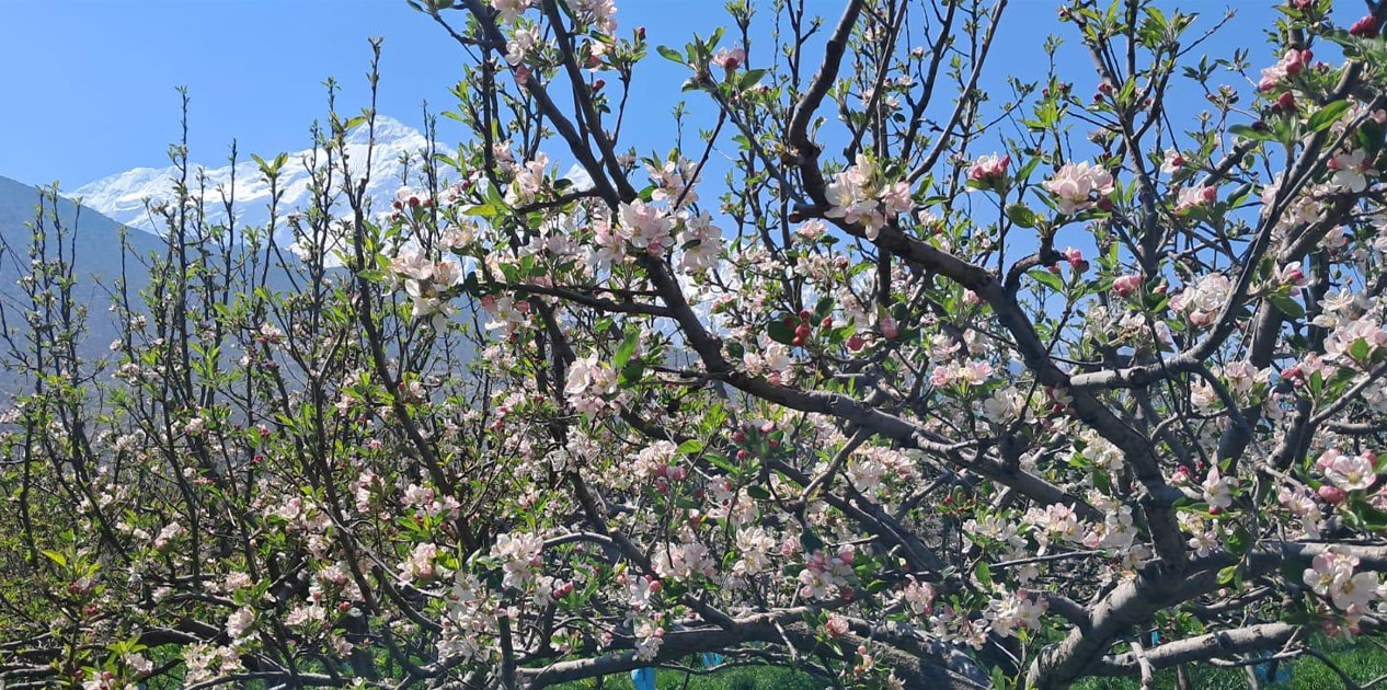 स्याउका बोट सेताम्मे