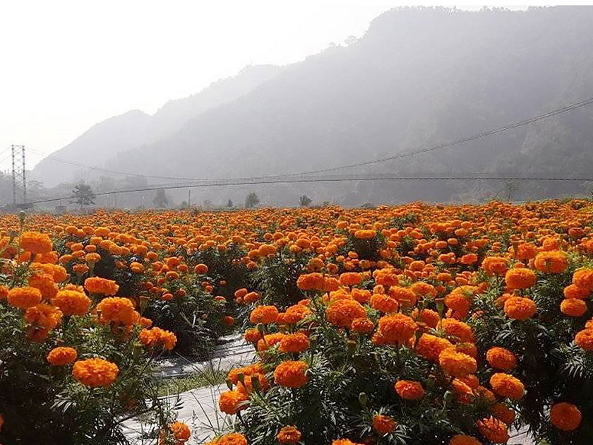 किसानलाई माला गाँस्न भ्याइनभ्याइ, एउटै मालाको २०० सम्म