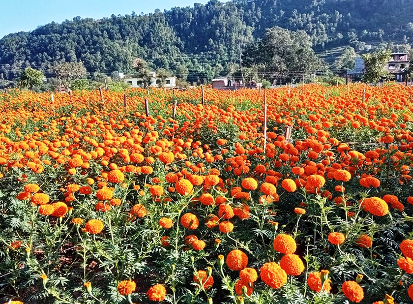 कालीगण्डकीमा सयपत्रीकाे सामूहिक खेती