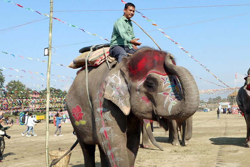 सेल्फीकलीलाई हात्ती सुन्दरीको ताज