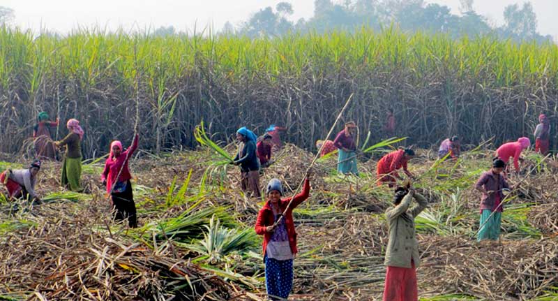 उखु किसानले अनुदानबापतको २९ करोड पाएनन्