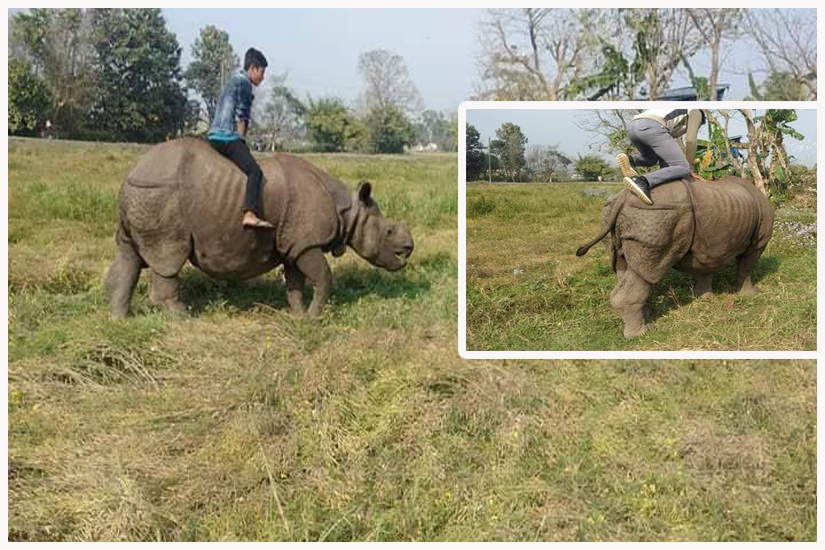 गैंडामाथि चढेर धेरै जनाले पालै पालो फोटो खिचेको आशंका