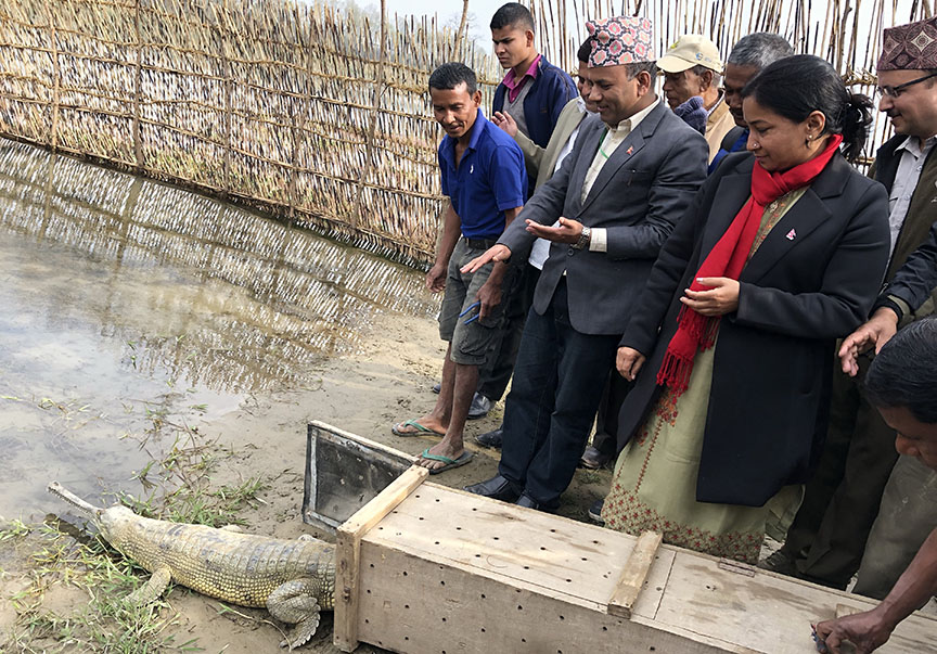 राप्तीमा २४ वटा घडियाल गोही छाडियो, गोहीको संरक्षणमा लाग्न महानगर प्रमुख दाहालको आग्रह
