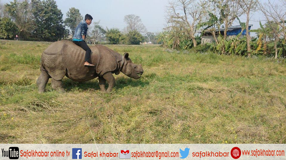 गैंडामाथि चढेर तस्वीर खिच्नेको पहिचान, निकुञ्जद्वारा सचेत गराई रिहा