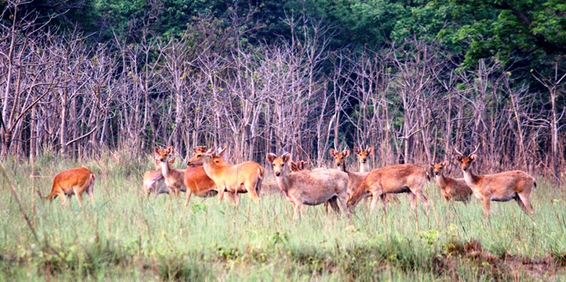 शुक्लाफाँटामा दुर्लभ वन्यजन्तु बाह्रसिंगाको अनुगमन