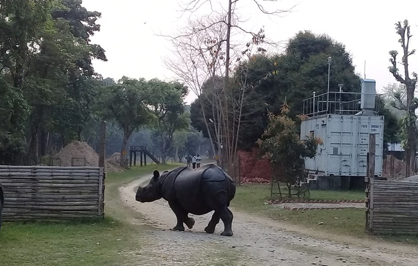 चितवनको सौराहास्थित राष्ट्रिय प्रकृति संरक्षण कोषको हाताभित्र डुल्दै गरेको दुर्लभ एकसिँगे गैँडा