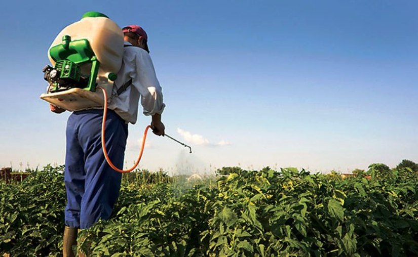 त्रियानब्बे प्रतिशत किसानले बारीमा छर्छन् विषादी