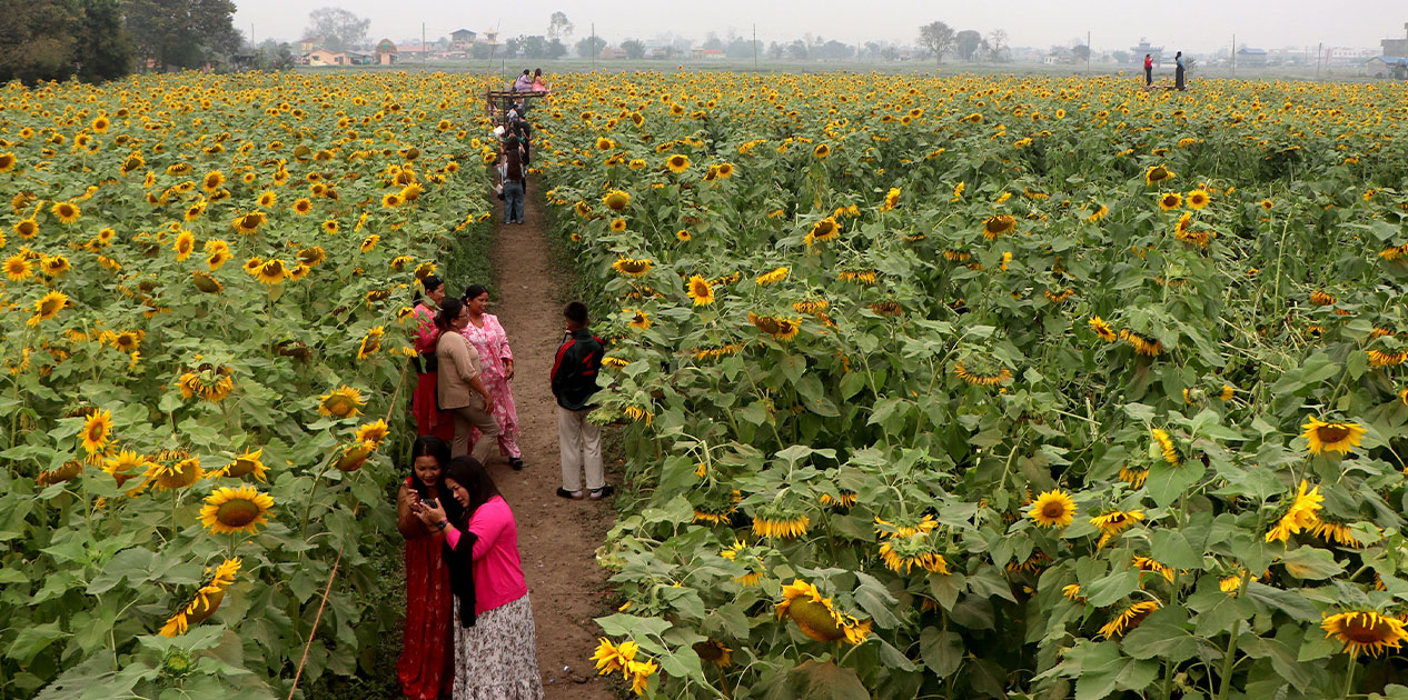 सूर्यमुखी बगान