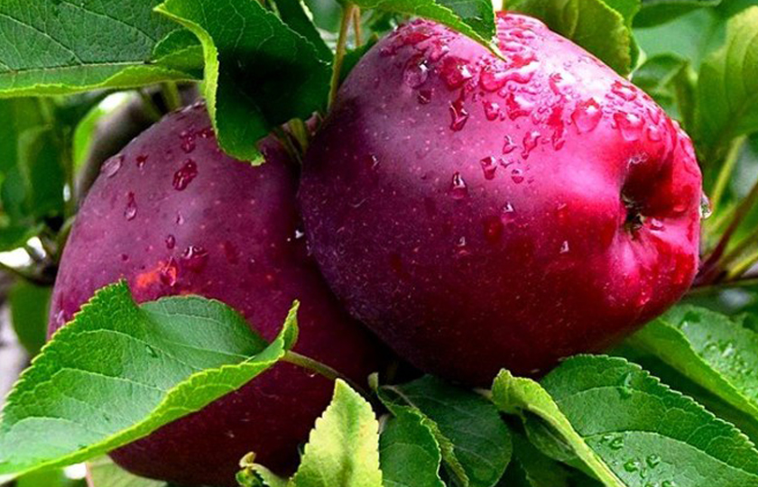 नेपालगञ्ज बजारमा जुम्लाको अर्गानिक स्याउ