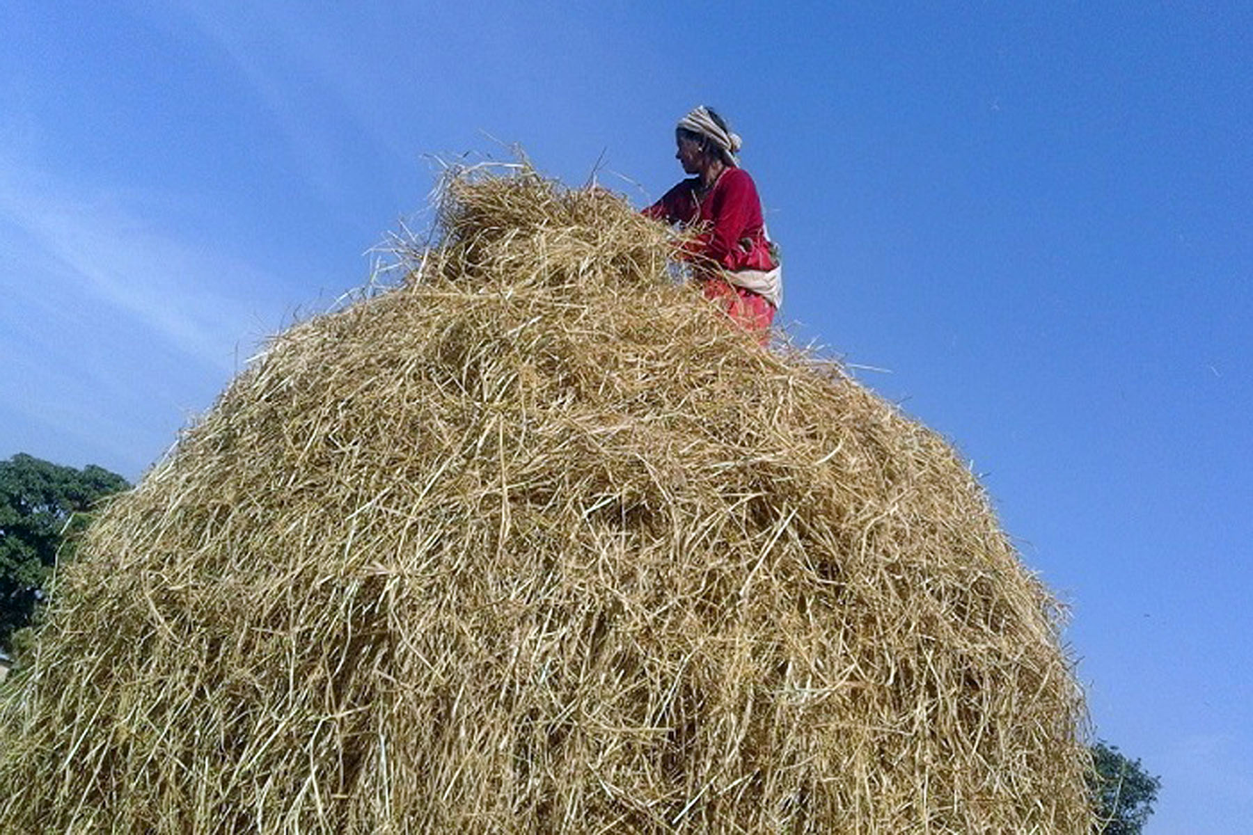 कृषक महिला परालको कुन्यू बनाउँदै