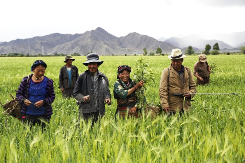 तिब्बतमा खाद्यान्न उत्पादनमा वृद्धि