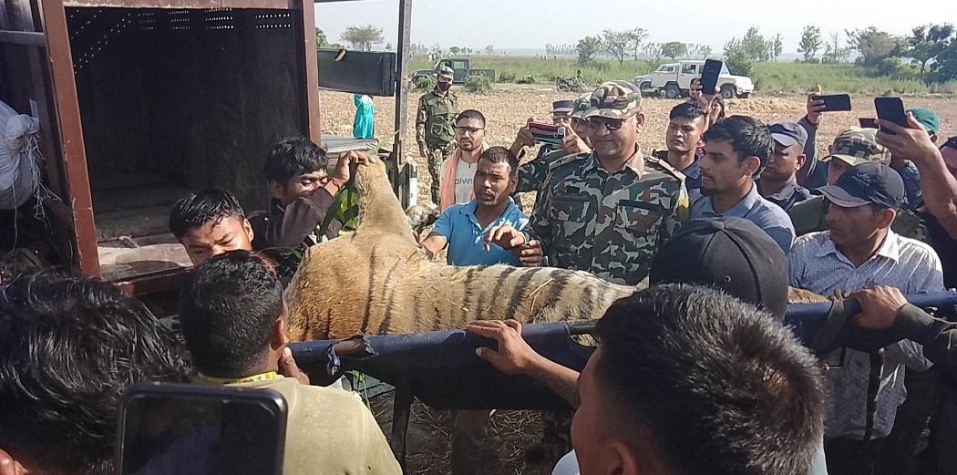 चितवन राष्ट्रिय निकुञ्जले गर्‍यो ६ बाघको उद्धार