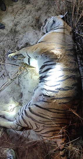 बर्दियामा पाटे बाघ मृत फेला