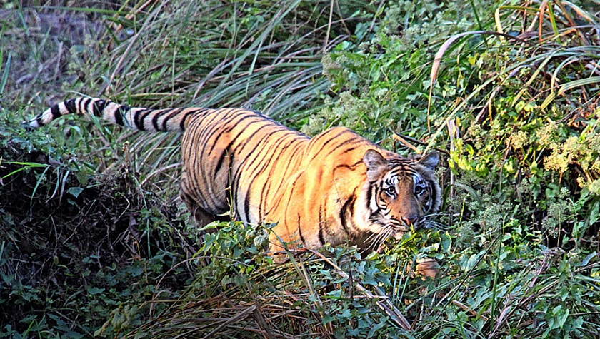 चितवनमा पाटेबाघ मृत फेला