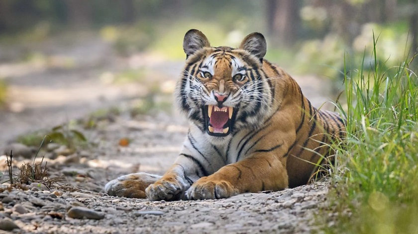 जंगली जनावरको आक्रमणबाट चितवनमा दुई महिनामा चारजनाको मृत्यु