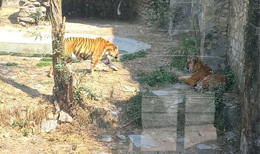 देशभरका खोरमा १९ समस्याग्रस्त बाघ, ‘टाइगर जु’ बनाउन विज्ञको सुझाव
