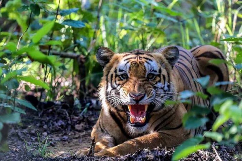 बाघ भागेपछि बाँके राष्ट्रिय निकुञ्जले भन्यो : रातको समयमा आवतजावत तथा जंगलतिर नजानू