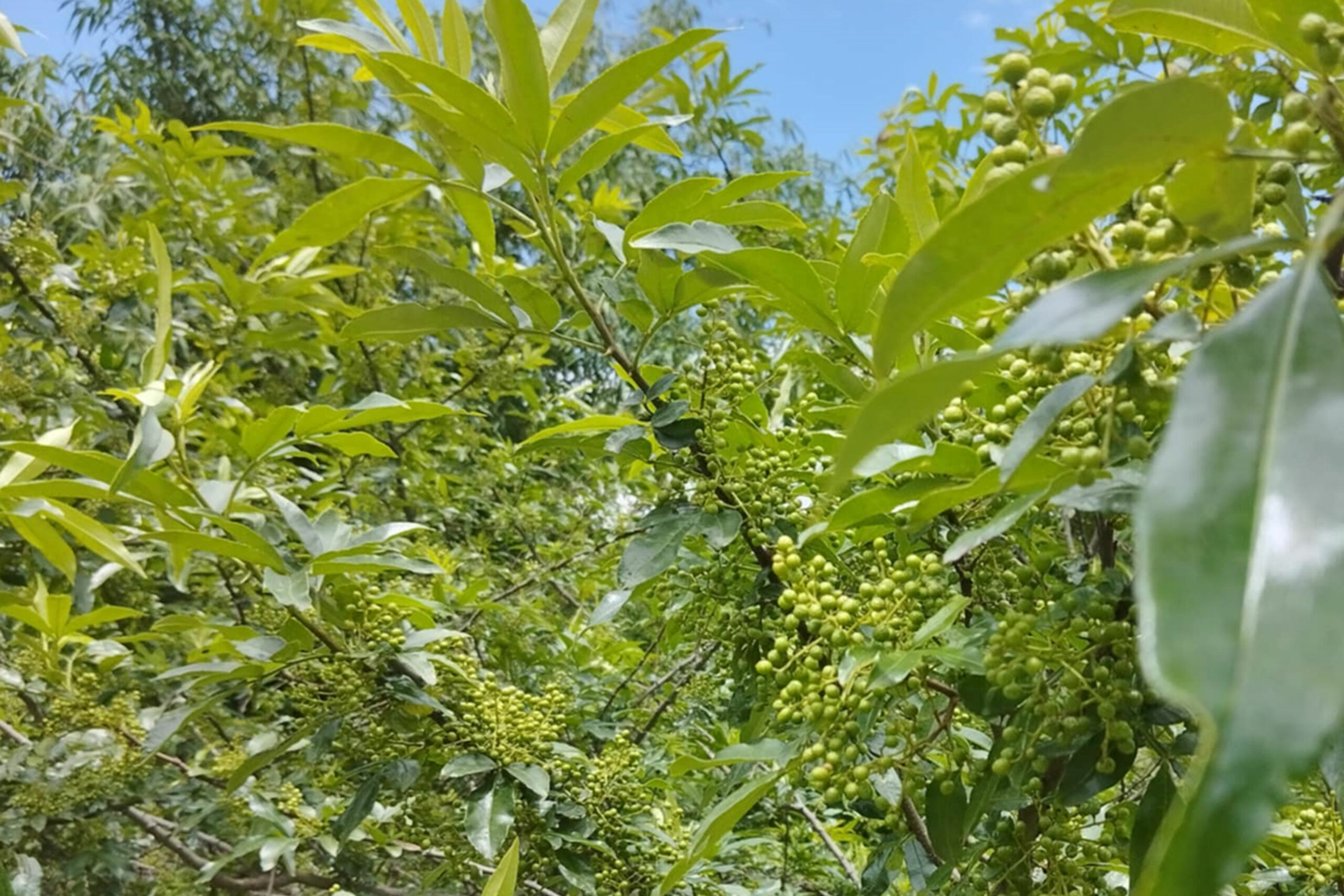 टिम्मुर खेतीबाट म्याग्दीका किसानको राम्रो आम्दानी