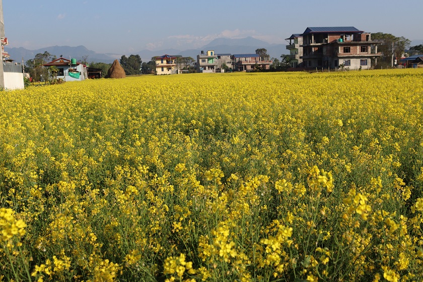 तोरीको उत्पादन बढ्ने भएपछि किसान खुसी