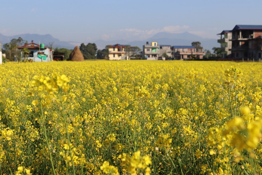 चितवनमा तोरी उत्पादनमा वृद्धि