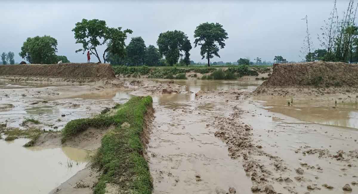 तुरिया खोलाको बाँध फुट्दा सयौँ बिघा खेत डुबानमा