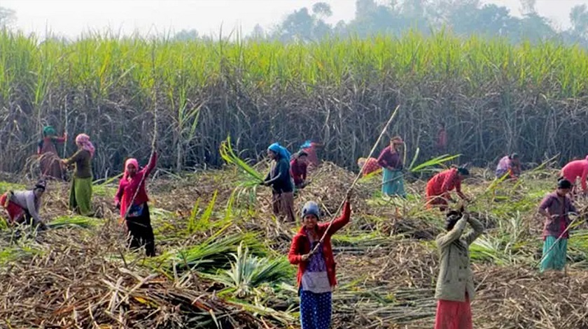 उखुको मूल्य निर्धारणप्रति किसान असहमत