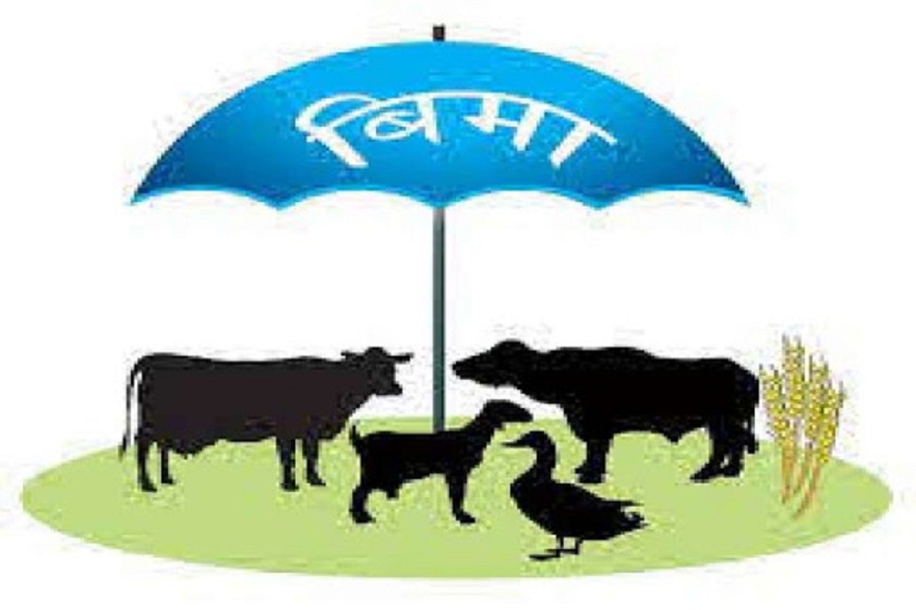 किसानकै गोठमै पुगेर वडाले निःशुल्क गरिदियो पशु बीमा