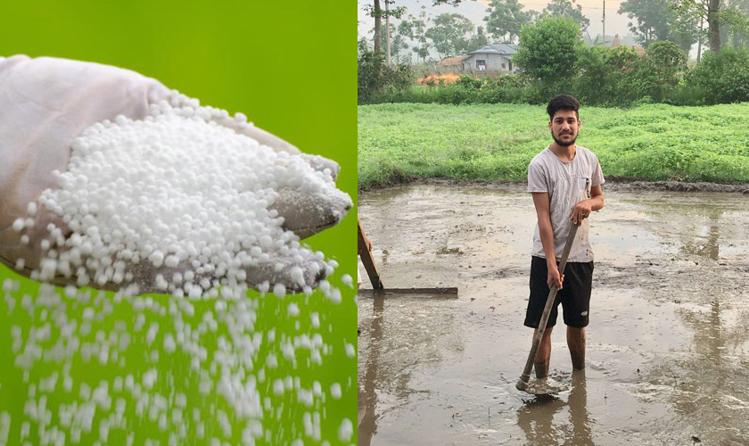 लमजुङमा युरिया मलको अभाव हुँदा किसान मर्कामा